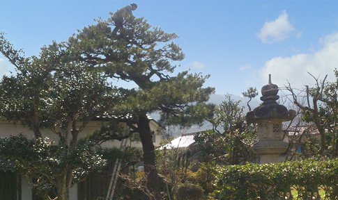 事例、松の剪定、京都市